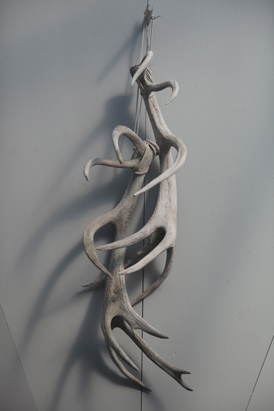 hayden fowler, dark ecology