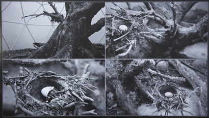 hayden fowler, dark ecology
